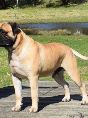 Bullmastiff