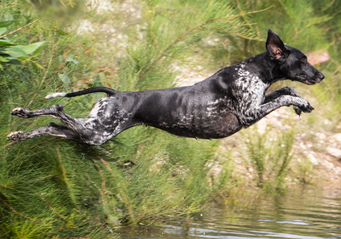German Shorthaired Pointer