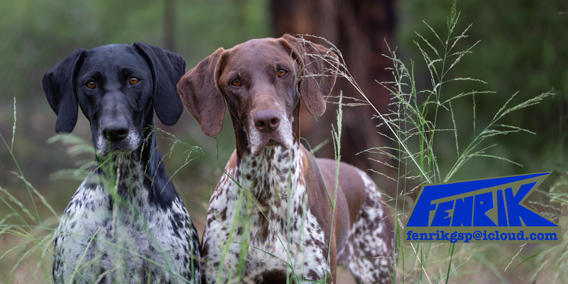 German Shorthaired Pointer Puppies