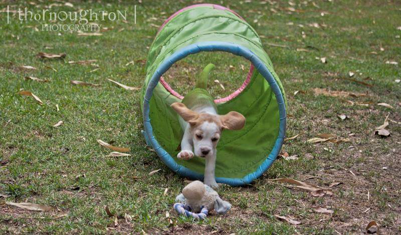 Beagle Puppies