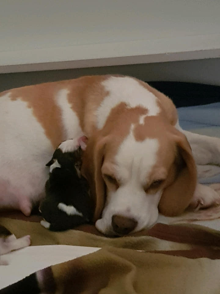 Beagle Puppies