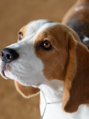 Beagle
