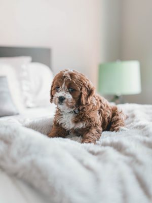 Cavoodle