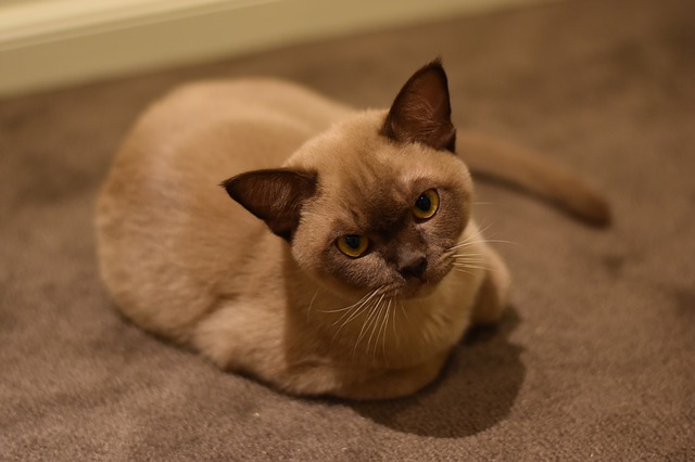 Burmese Cat Australia