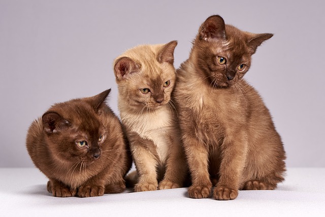 Burmese Kittens